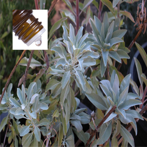 Sage Desert New Mexico Pure Essential Oil