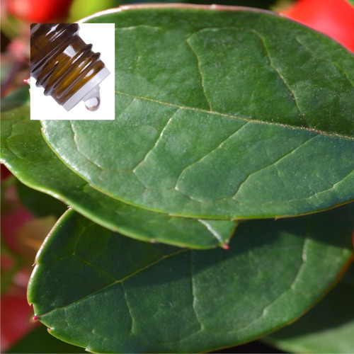 Wintergreen Pure Essential Oil