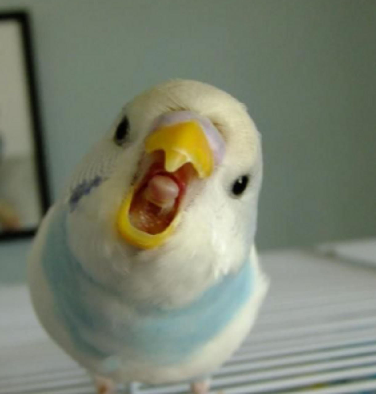 Aves