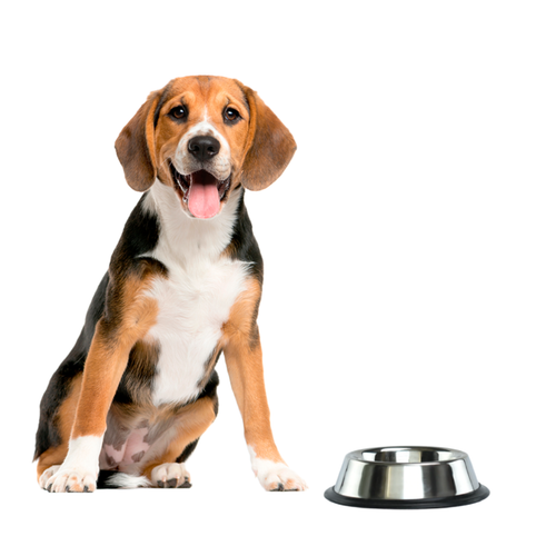 Comedero De Acero Inoxidable (64 onz)