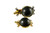14K Gold Plated 3-4 Row Clasp + Black Onyx [y321b]