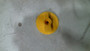 Yellow Fuel Valve Knob WH2000i