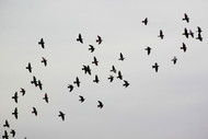 Pigeons of War: How Ordinary Birds Took to the Skies for An Extraordinary Purpose