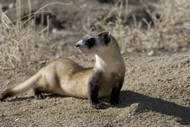 How Drones Might Save the Endangered Black-Footed Ferrets