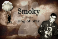 Smoky the War Dog--Hero of the Air Force and National Sensation