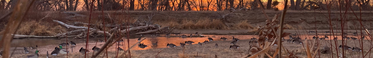 Decoys
