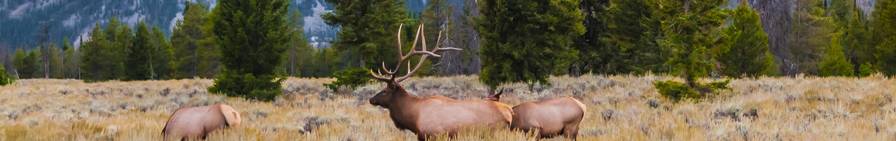 Game Cameras