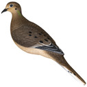 Avian AVX-DOVE-6PK
