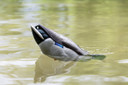 Avian AVX-TPUPM