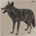 INFRARED-ID RCOYOTEL1