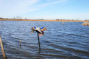Mojo Outdoors HW24703P Elite Series Mini Mallard Drake Species Multi Color Plastic Decoy