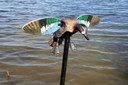 Mojo Outdoors HW24753P Elite Series Blue Wing Teal Duck Species Multi Color Plastic Features Remote Control Decoy