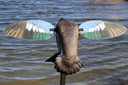 Mojo Outdoors HW24753P Elite Series Blue Wing Teal Duck Species Multi Color Plastic Features Remote Control Decoy