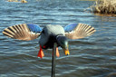 Mojo Outdoors HW24873P Elite Series Mini Drake Mallard Species Multi Color Plastic Features Remote Control Decoy