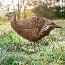 Primos 69070 Photoform Leading Hen Turkey, Lightweight/Flexible/Collapsible Foam, Life Like Head Detail Decoy