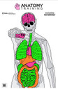 Action Target GSANATOMY100 Anatomy Training Target Silhouette/Vitals Paper Target 23" x 35" 100 Per Box