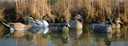 Higdon Outdoors 16993 Battleship Puddle Pack Gadwail/Pintail/Wigeon Species Multi Color Foam Filled 6 Pack