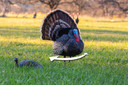 Higdon Outdoors 63175 XS TruStrutter Turkey Tom Species XS Motion Decoy