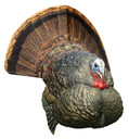 Avian X AVXAVX8004 LCD Strutter Turkey Species Multi Color Dura-Rubber Decoy