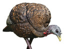 Avian AVXAVX8007