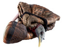 Avian X AVXAVX8007 LCD Feeder Hen Turkey Species Multi Color Dura-Rubber Decoy