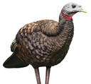 Avian X AVXAVX8008 LCD Breeder Hen Turkey Species Multi Color Dura-Rubber Decoy