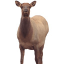 Montana Decoy Eichler Elk Decoy 41