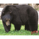 DuraMesh Archery Target Black Bear 25 in. x 32 in. DM202