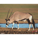 DuraMesh Archery Target Gemsbuck 25 in. x 32 in. DM235