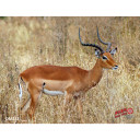 DuraMesh Archery Target Impala 25 in. x 32 in. DM232