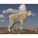 DuraMesh Archery Target Mountain Goat 25 in. x 32 in. DM225