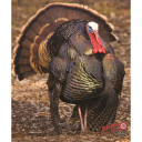 DuraMesh Archery Target Turkey 3 32 in. x 25 in. DM218
