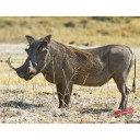 DuraMesh Archery Target Warthog 25 in. x 32 in. DM231