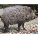 DuraMesh Archery Target Wild Boar 25 in. x 32 in. DM200