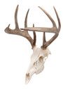 Allen 7222 EZ Mount Skull Peg Wall Mount Small/Mid-Size Game Black Steel Includes Mounting Hardware