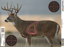 Champion Targets 45828 VisiColor Real Life Targets Deer 12 Targets