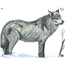 Maple Leaf NFAA Animal Faces Group 2 Wolf NFA-09