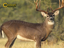 Past 234412 Natural Series Deer Target 1