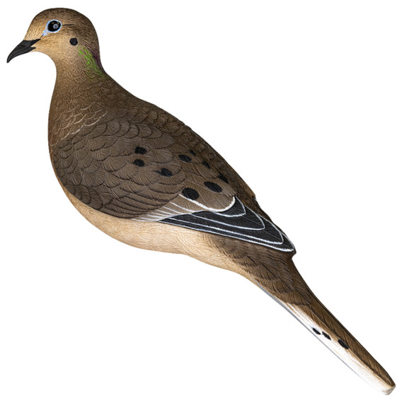 Avian AVX-DOVE-6PK