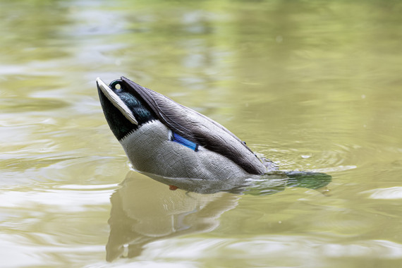 Avian AVX-TPUPM