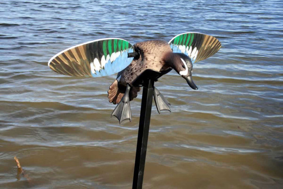 Mojo Outdoors HW24753P Elite Series Blue Wing Teal Duck Species Multi Color Plastic Features Remote Control Decoy