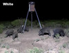 Exterminator 4 Scout Feeder light