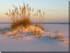 Sea Oats and Sand Outdoor Canvas Art