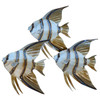 (CO151)
19"  "School of 3 Angelfish" Metal Wall Sculpture