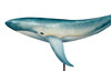 Whale on Stand - Blue and White - Metal & Capiz