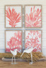 Coral Prints with Frames - Set of 4 