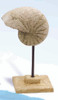 Decorative Seashell on Stand