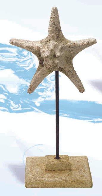 Starfish Decor Decor By Theme