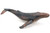 Humpback Whale - 34" Humpback Whale - 34"