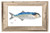Bluefish Print with Frame
